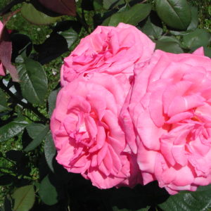 Rose (Hybrid Tea Rose) "Canadian Canada Blooms"