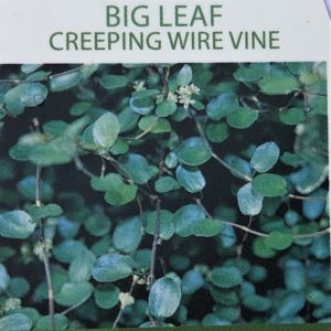 Creeping Wire Vine-Big Leaf