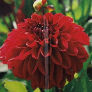 Dahlia-Go Go Red
