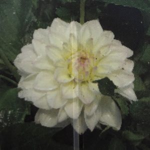 Dahlia-Go Go White