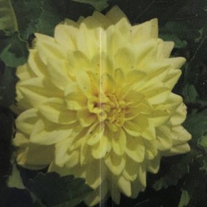 Dahlia-Go Go Yellow