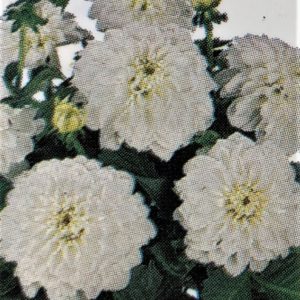 Dahlia-Hypnotica White