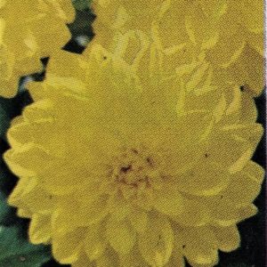 Dahlia-Hypnotica Yellow