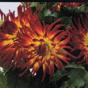 Dahlia-LaBella Maggiore Fire
