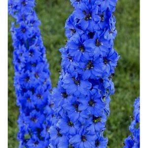 Delphinium (Delphinium elatum)"Million Dollar Blue"