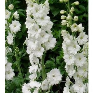 Delphinium (Delphinium elatum) "Magic Fountain Pure White"