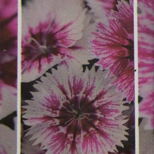 Dianthus-Floral Lace Picotee