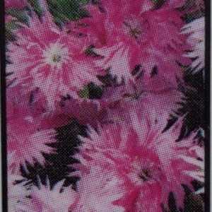 Dianthus-Supra Pink
