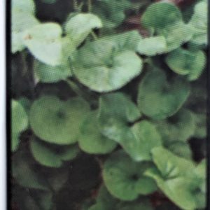 Dichondra-Emerald Falls