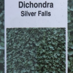 Dichondra-Silver Falls