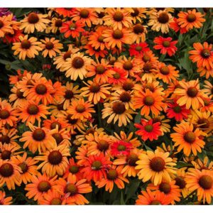Coneflower (Echinacea) "Kismet Intense Orange"