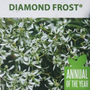 Euphorbia-Diamond Frost
