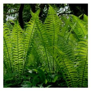 Fern (Matteucia) "Native Fern"