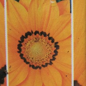 Gazania-Big Kiss Orange