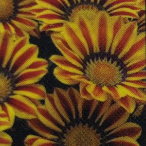 Gazania-Big Kiss Yellow Flame