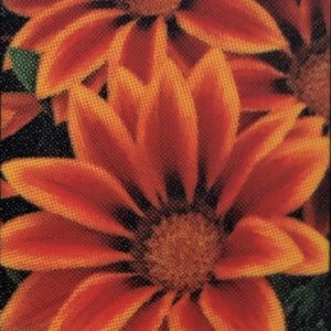 Gazania-Big Kiss Orange Flame