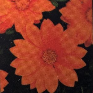 Gazania-New Day Orange Clear
