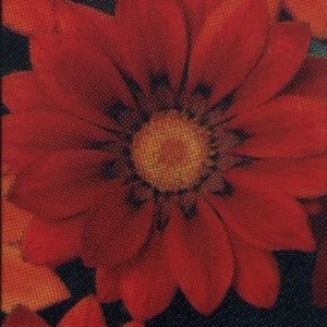 Gazania-New Day Red Shades