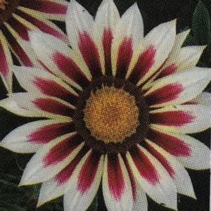 Gazania-New Day Rose Stripe