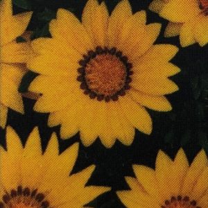Gazania-New Day Yellow