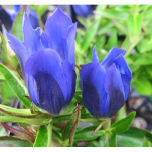 Gentian (Gentiana) "True Blue Gentian"