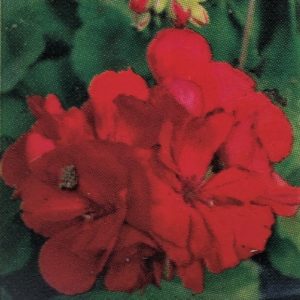 Geranium-Big Ezee Dark Red