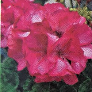 Geranium-Big Ezee Foxy Flamingo