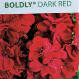 Geranium-Boldly Dark Red