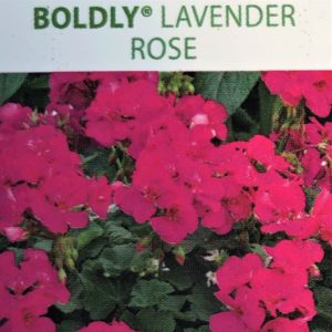 Geranium-Boldly Lavender Rose