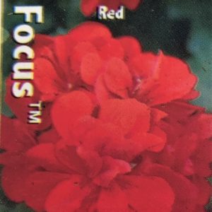 Geranium-Focus Red