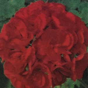 Geranium-Patriot Bright Red