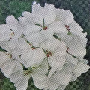 Geranium-Patriot White