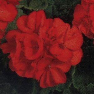 Geranium-Patriot Orange