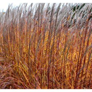 Grass (Panicum) "Autumn Red Maiden Grass"
