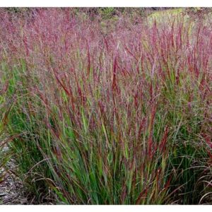 Grass (Panicum) "Shenandoah Red Switch Grass"