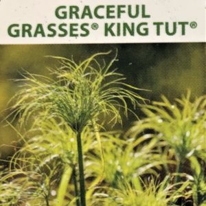 Grasses-King Tut