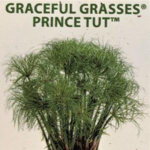 Grasses-Prince Tut