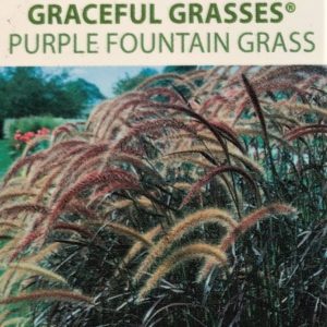 Grasses-Purple Fountain Grass