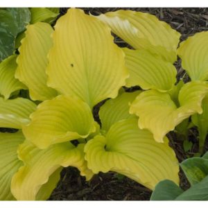Hosta (Hosta cultivars) "Dancing Queen"