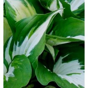 Hosta (Hosta cultivars) "Loyalist"