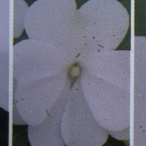 Impatiens-Divine White New Guinea