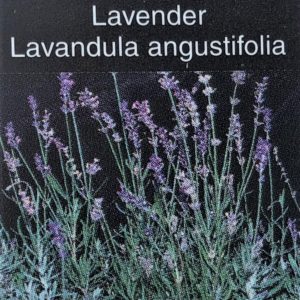 Lavender-Munstead