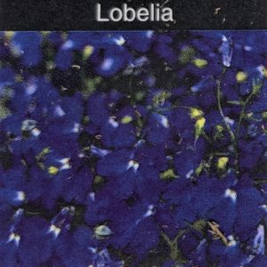 Lobelia-Hot Royal Blue