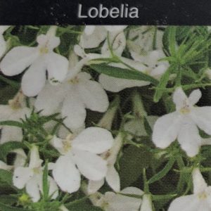 Lobelia-Hot Snow White