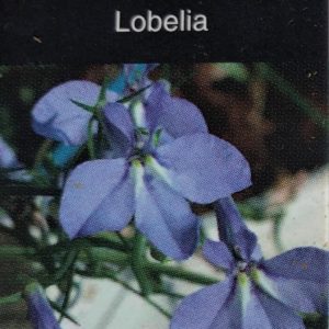 Lobelia-Hot Water Blue