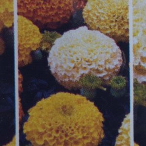 Marigolds-Marvel Mix