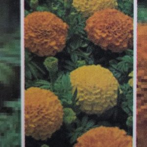 Marigolds-Inca Mix