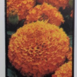 Marigolds-Marvel Orange