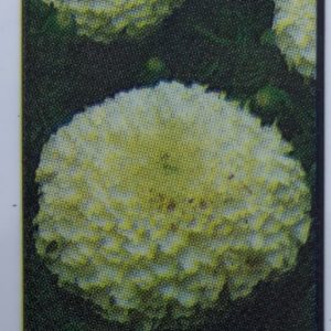 Marigolds-Vanilla