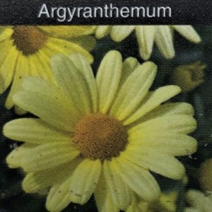 Marquerite Daisy (Argyranthemum)-Beauty Yellow